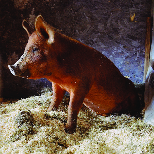 Do Pigs Get Cold? How to Overwinter Your Pigs Grit